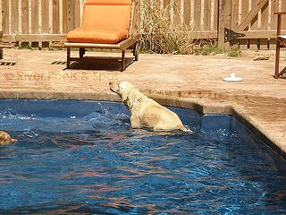 pool_dog2.jpg