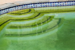Pool algae on pool steps