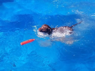 Dog in swimming pool 