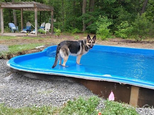 German shepherd standing on the tanning ledge of a fiberglass pool during installation