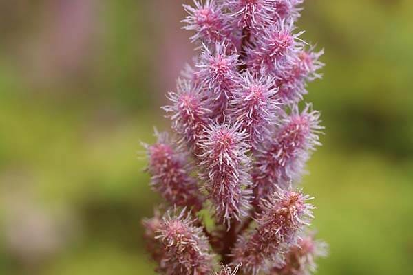 Astilbe plants for fall landscaping