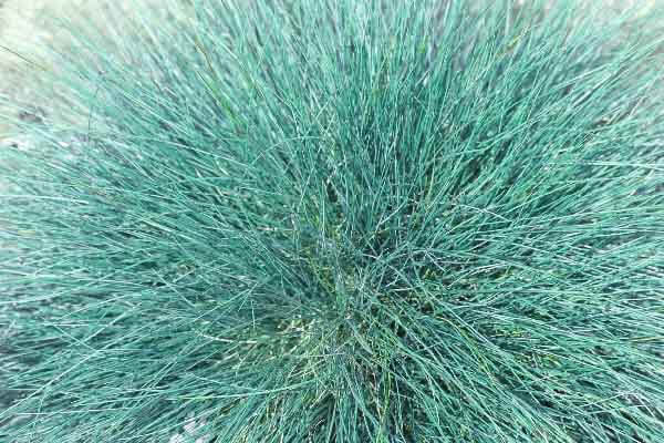 blue fescue grass for fall