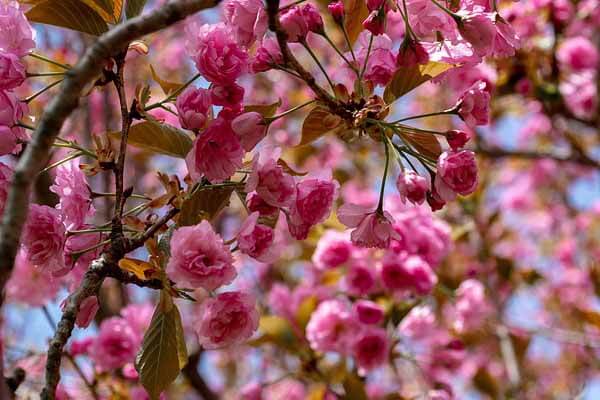 Crab apple tree for pool landscaping in fall