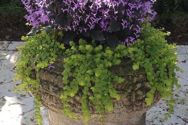 creeping jenny for fall landscaping 