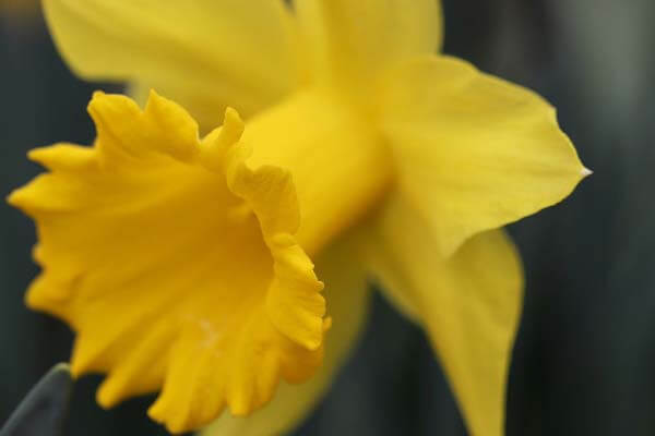 daffodil bulbs to plant around pool