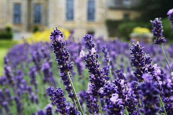 english lavender perennials fall landscape