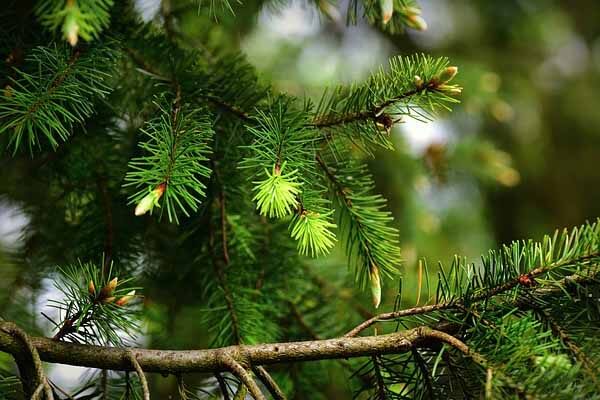 Evergreen trees for fall landscaping