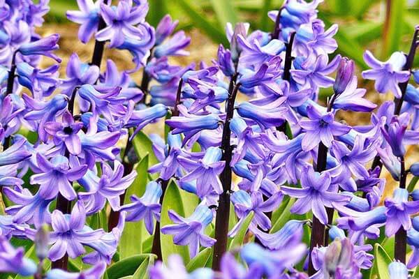 hyacinth bulb to plant in autumn