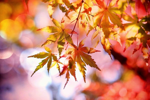 fall leaves 