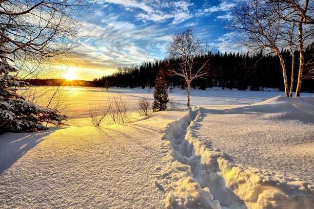 Winter landscape with snow and trees