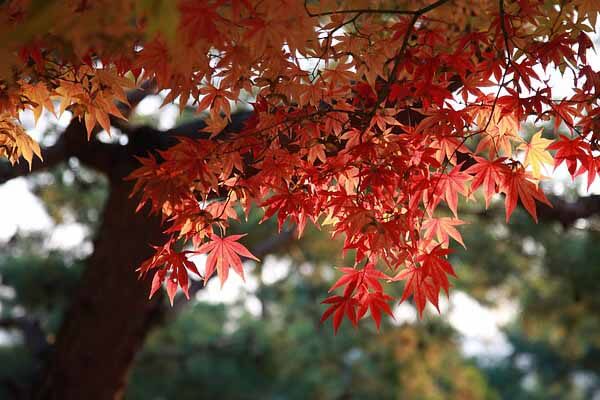 Maple tree for fall landscaping