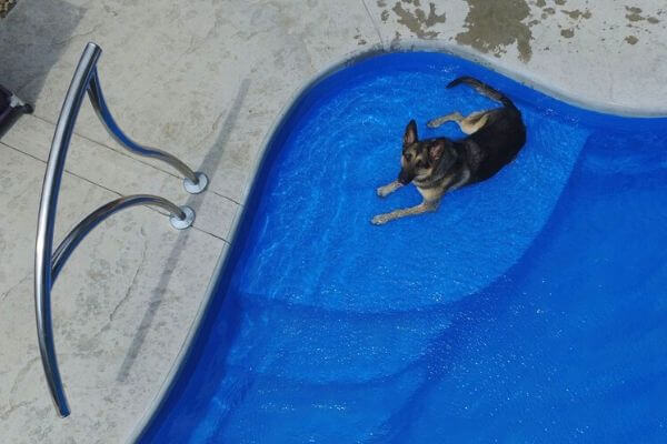 pet friendly inground pool