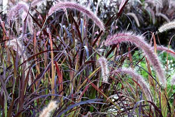 purple fountain grass for autumn