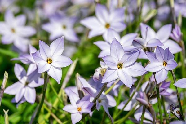 starflower bulbs to plant in fall