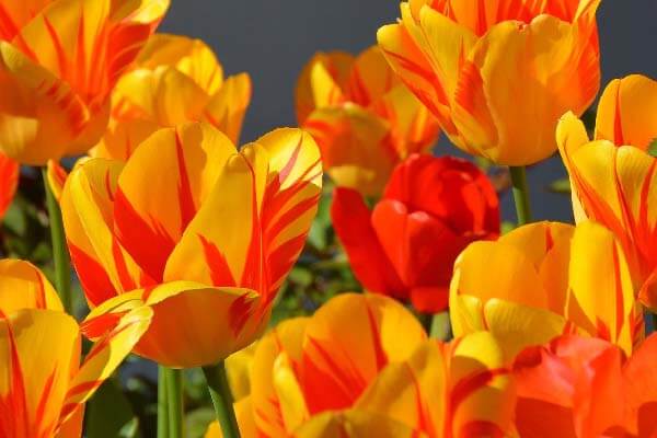 Tulips to plant in fall