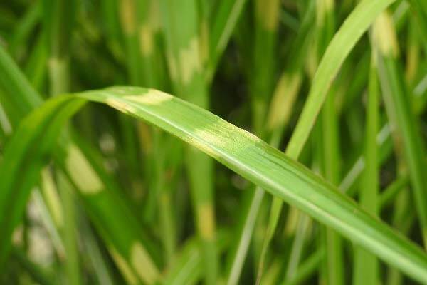 zebra grass for fall landscaping