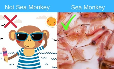 Sea monkey diagram - types of salt for inground saltwater pools