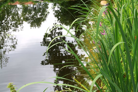 natural pool plants