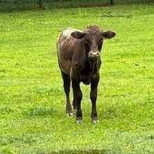 Cow Savannah-1