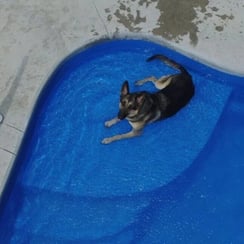 Dog-on-tanning-ledge2-1-1