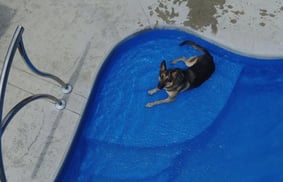 Dog-on-tanning-ledge2-1