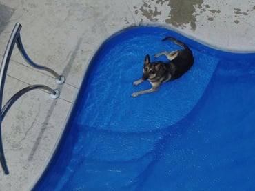 Dog-on-tanning-ledge2