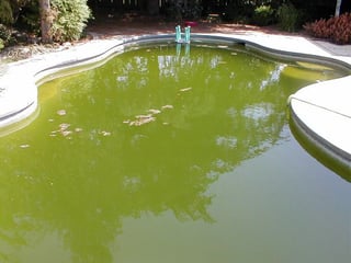 Pool with green algae in the water 