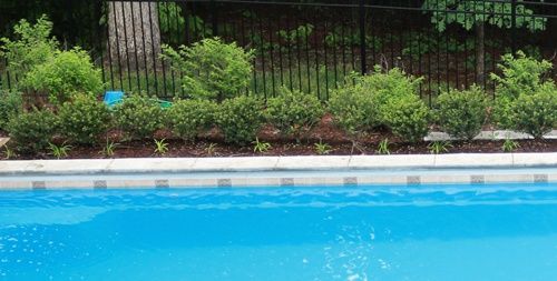 poolside shrubbery for a G36 fiberglass pool