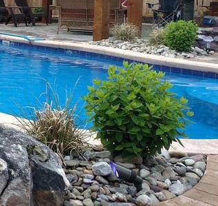 poolside greenery for an O30 fiberglass pool