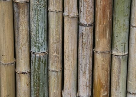 Bamboo pool fence