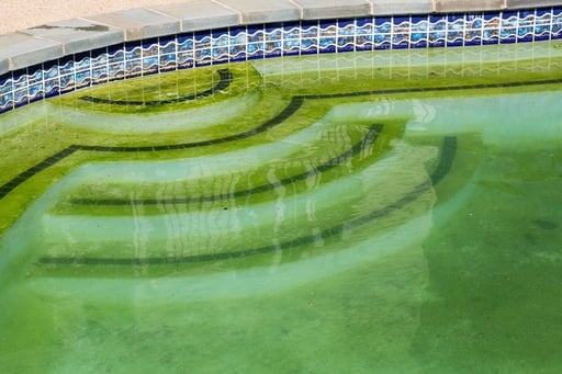 pool algae