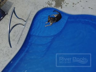 One happy German Shepherd relaxing on the O30 Tanning Ledge. Pool Color is Maya Blue.