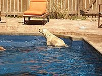 dog on tanning ledge