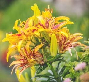 canna lilies poolside plants