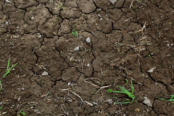 soil.jpeg