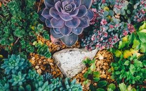 Variety of succulents