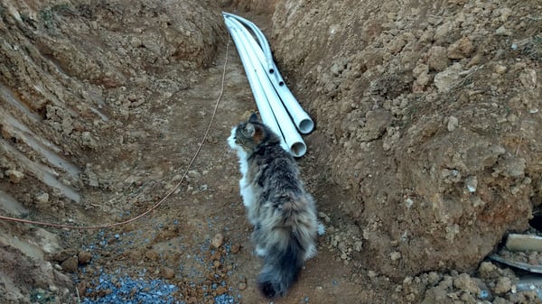 Cat with PVC pipes at pool construction site
