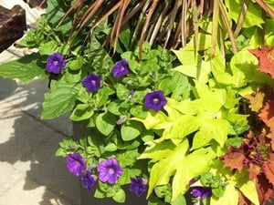 Potted petunias