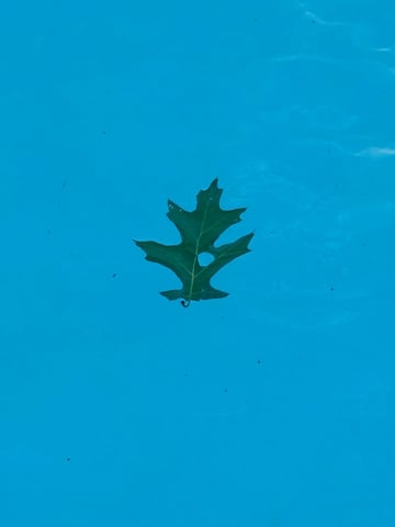 leaf-fallen-in-pool-water