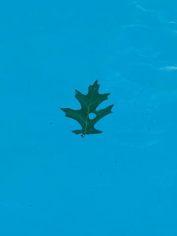 leaf-fallen-in-pool-water