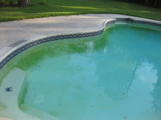 Algae on pool wall 