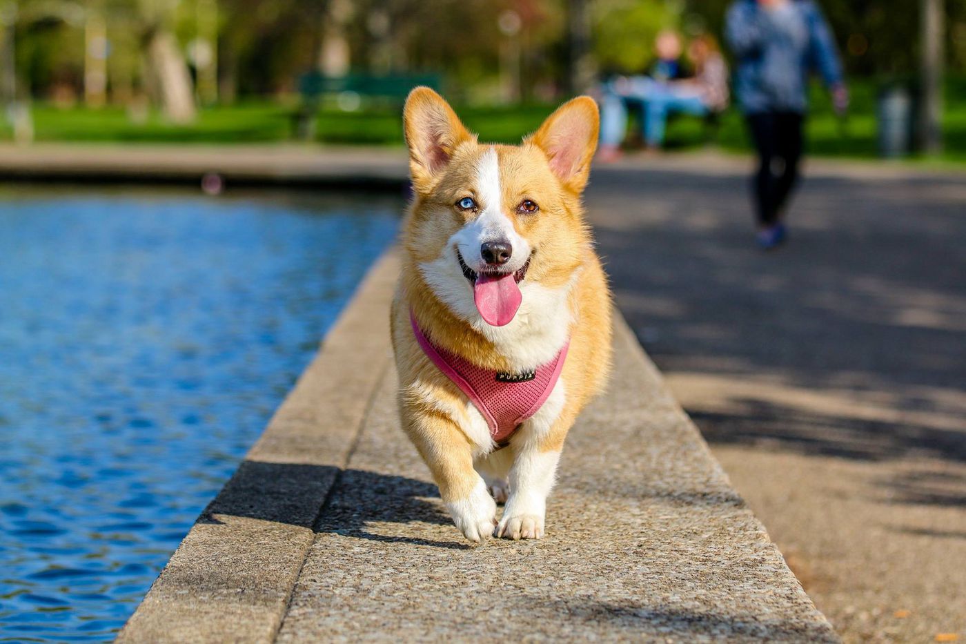 How to Choose a Pet-Friendly Pool