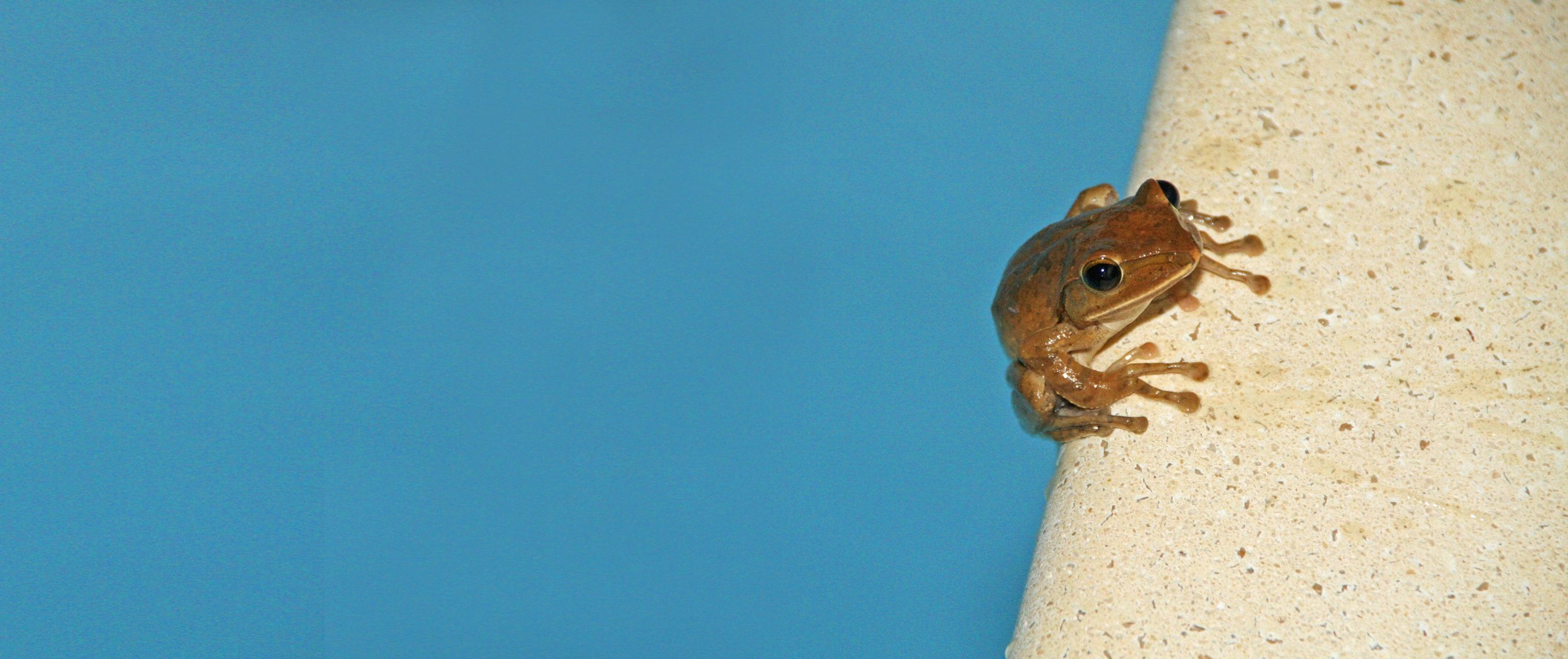 How to Keep Frogs and Other Small Animals Out of Your Swimming Pool