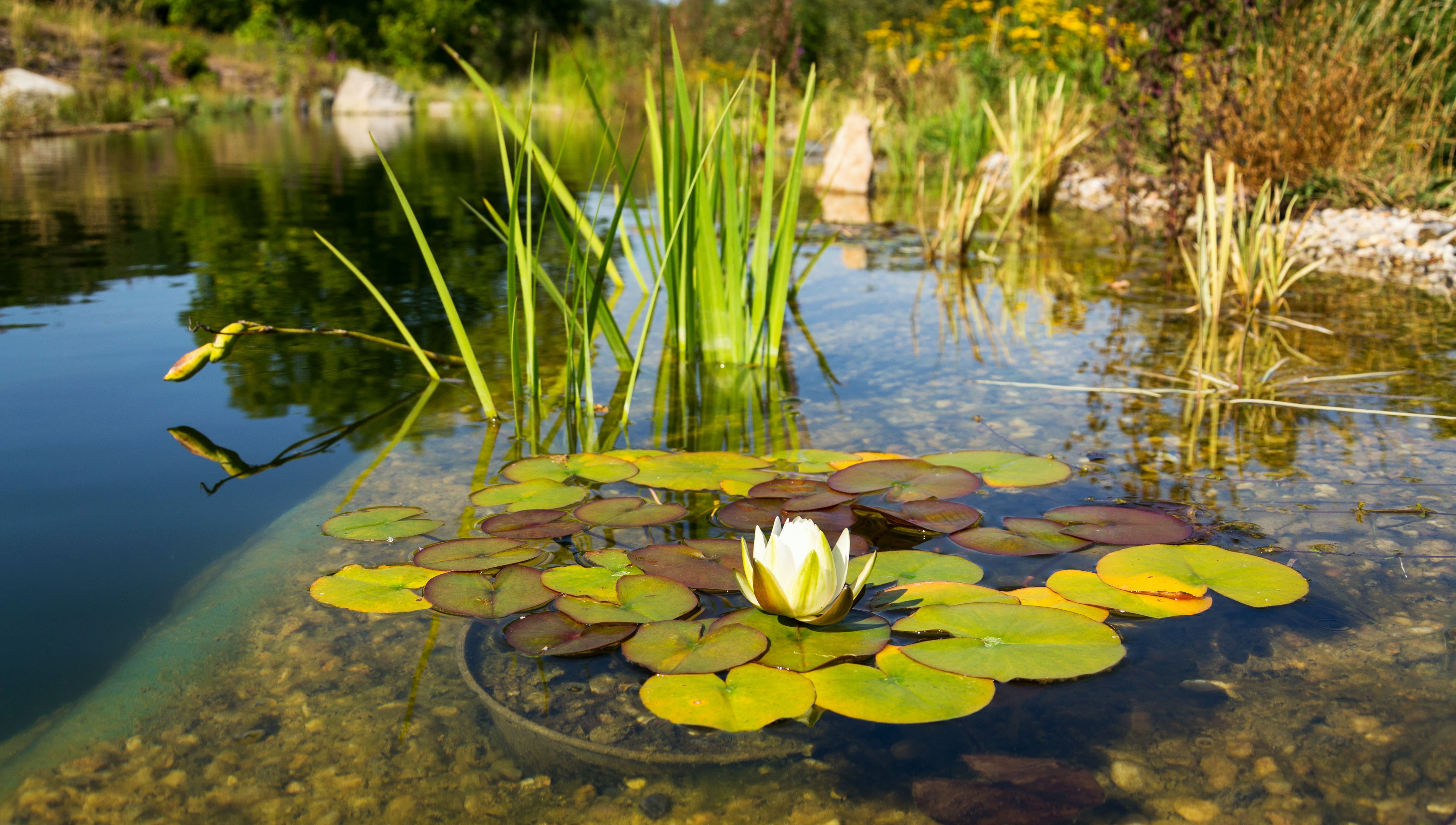 What is a Natural Pool? Filtration, Costs, and Pros and Cons